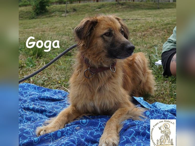 Goga – Außergewöhnliche Schönheit und Eleganz!