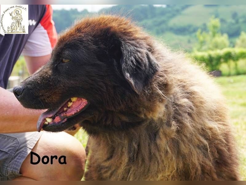 Dora – Eine Hündin fürs Leben!