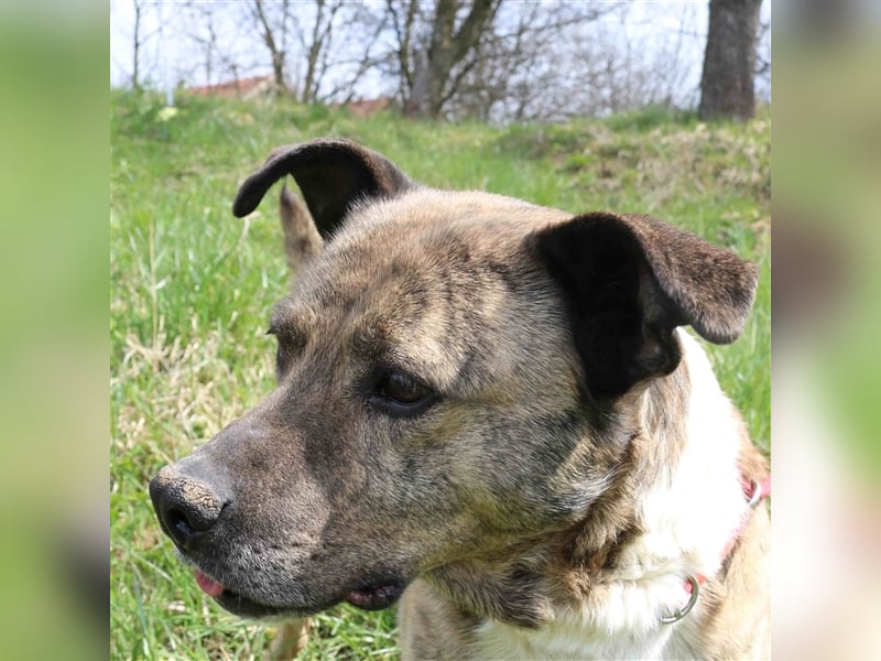 Rico alias der „Familienhund“