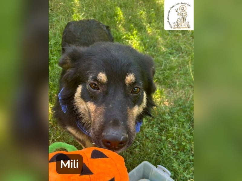 Mili – die perfekte Mischung aus Charme und Charakter!