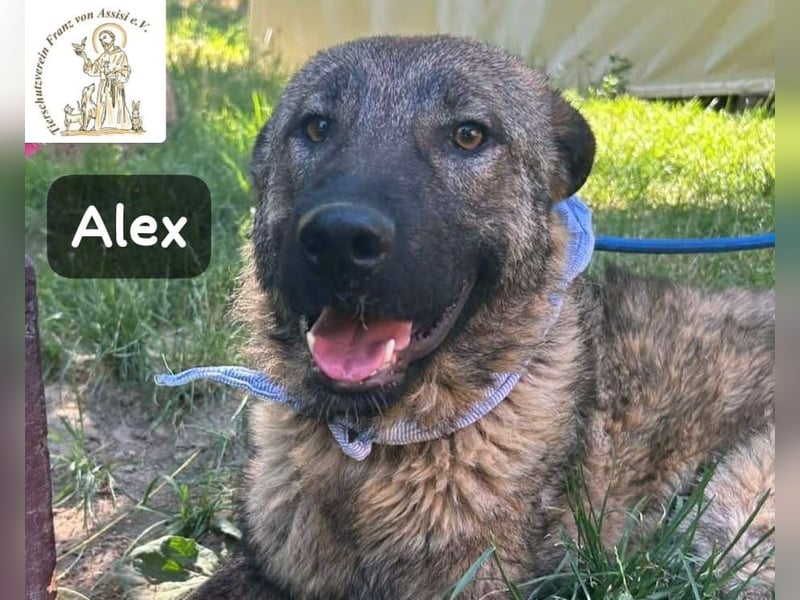 Alex – jetzt ist das Leben dran!