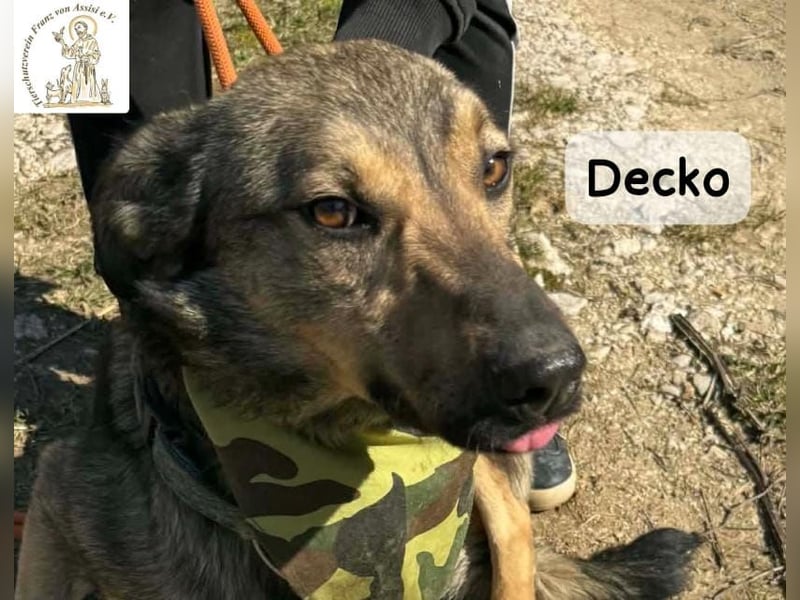 Decko – auf der Suche nach seinem Platz im Leben!