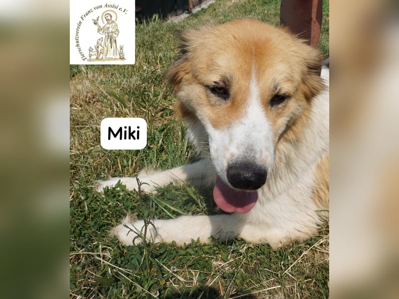 Miki – starker Kerl mit weichem Kern