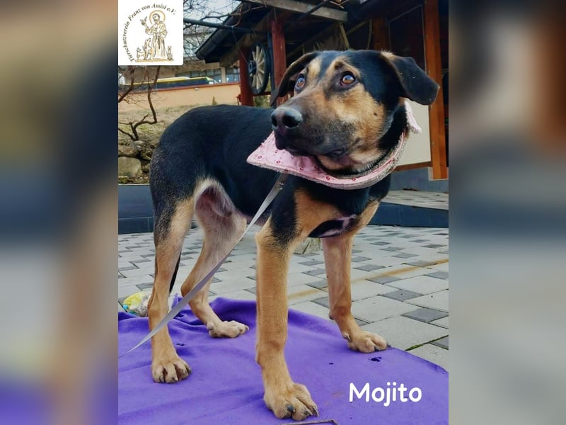 Mojito – neugierig auf alles, was da kommt!