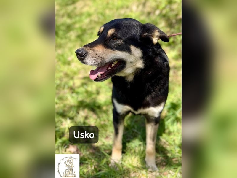 Usko – der, der lernen möchte, wie Leben wirklich geht!