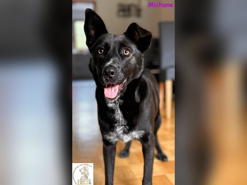 Michone –  Die Hündin, die jeden Tag zum Funkeln bringt