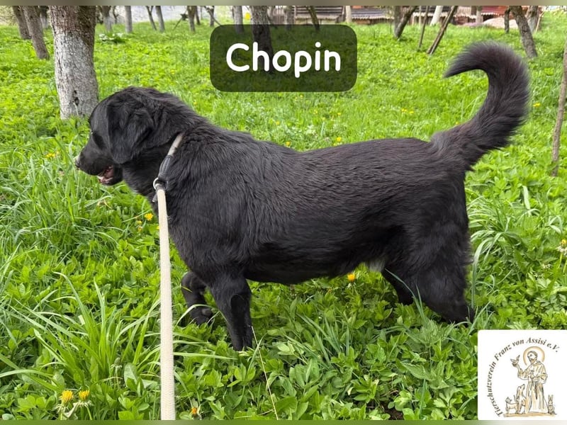 Chopin – ein sanfter Riese mit großem Herzen!