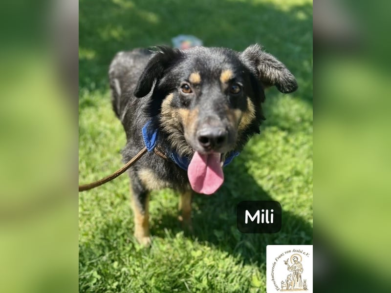 Mili – die perfekte Mischung aus Charme und Charakter!