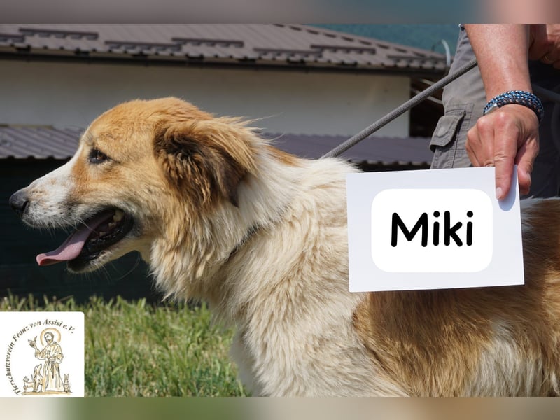 Miki – starker Kerl mit weichem Kern