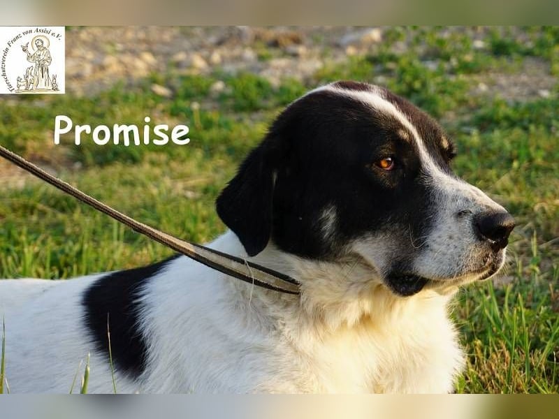 Promise – großes Mädchen mit viel Charme!