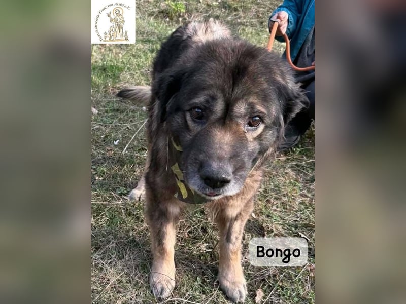 Bongo – der beste Mitbewohner für ruhige Sonnenstunden!