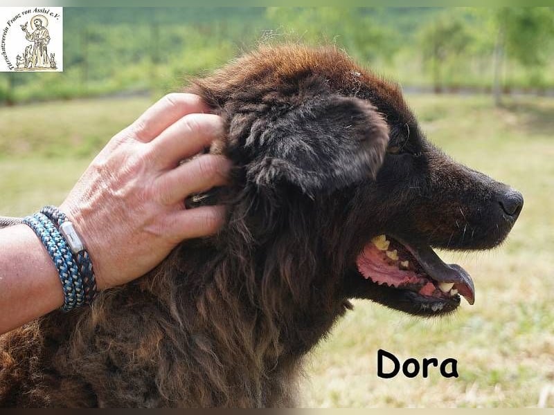 Dora – Eine Hündin fürs Leben!