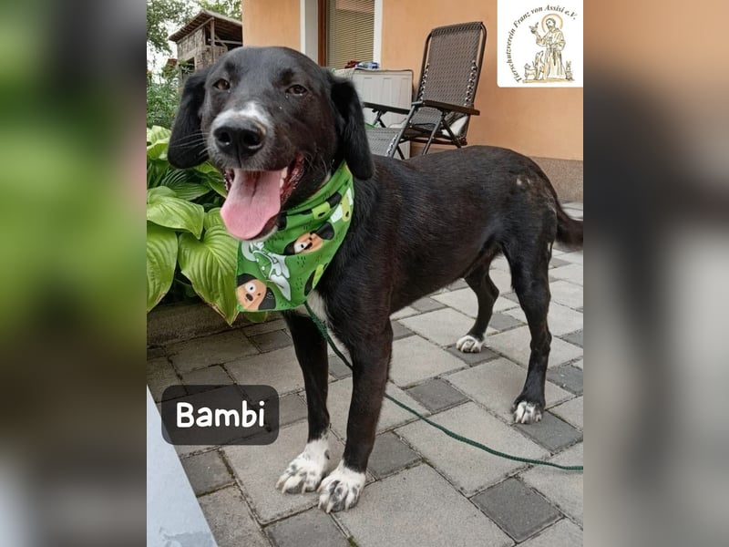 Bambi – Mehr braucht es nicht!