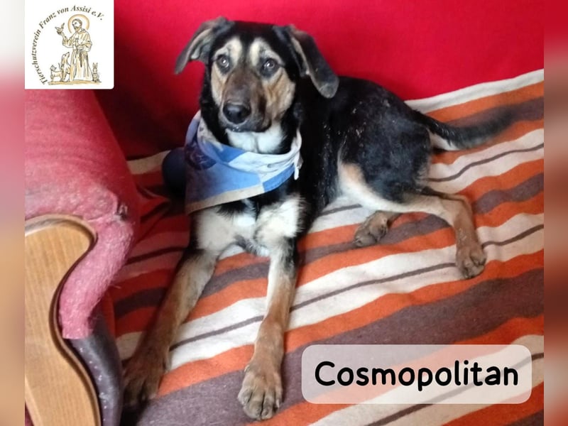 Cosmopolitan – am Anfang eines Weges, der gemeinsam entsteht!