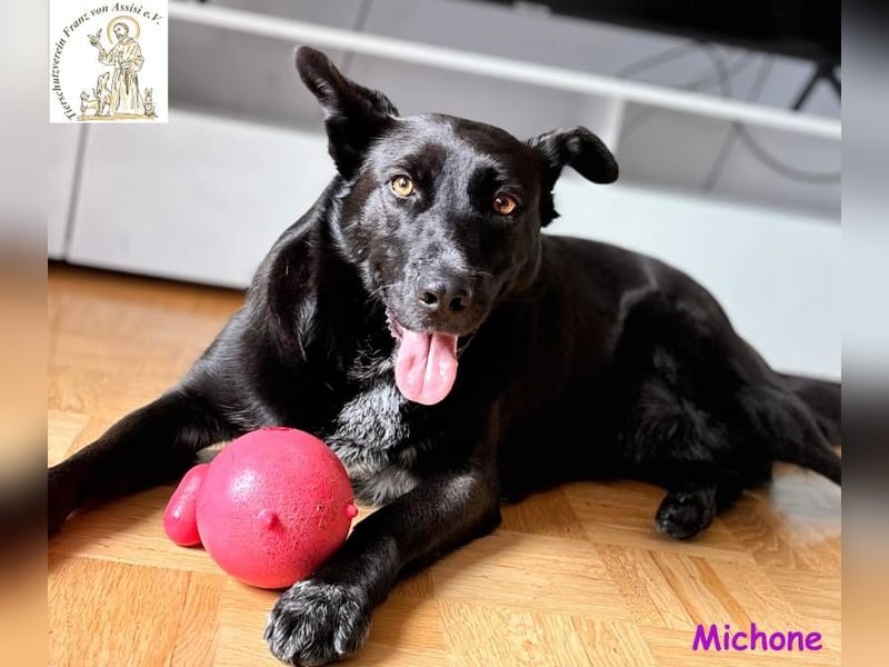 Michone –  Die Hündin, die jeden Tag zum Funkeln bringt