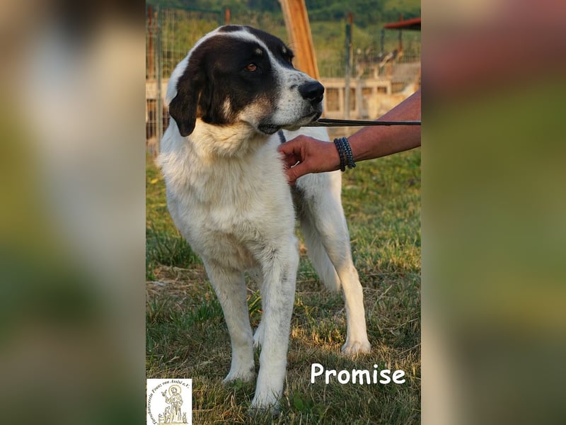 Promise – großes Mädchen mit viel Charme!