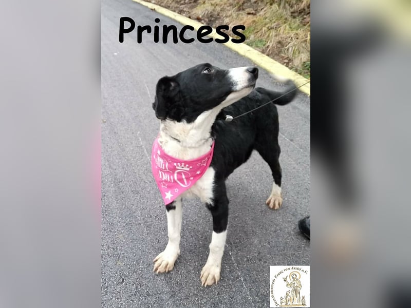 Princess – sucht kein Schloss, nur ein Herz, in dem sie wohnen darf!