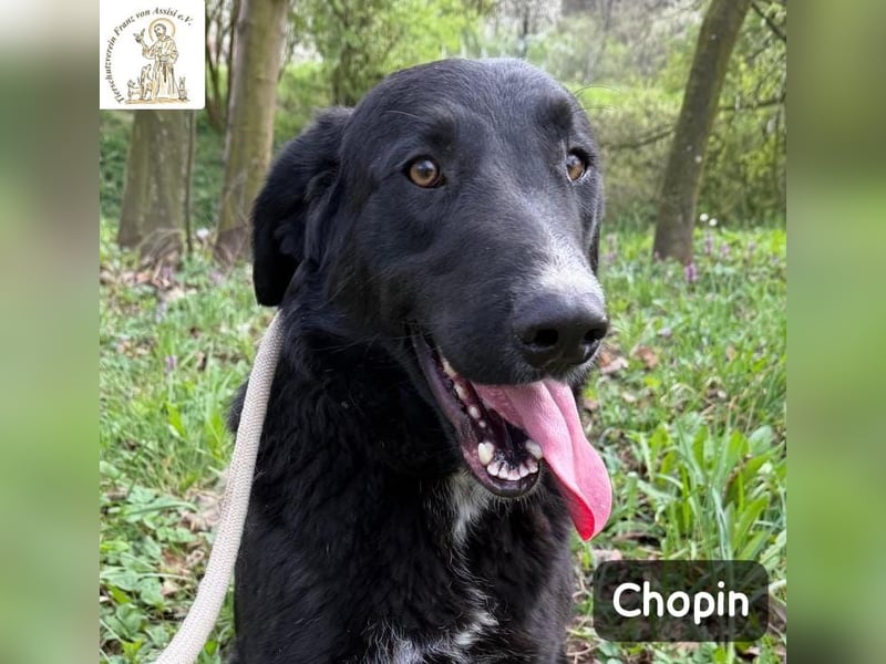 Chopin – ein sanfter Riese mit großem Herzen!