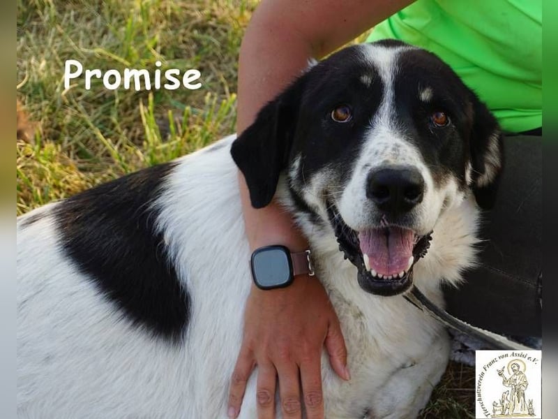 Promise – großes Mädchen mit viel Charme!