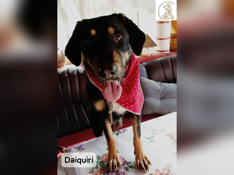 Daiquiri – die Welt wartet und sie mittendrin!