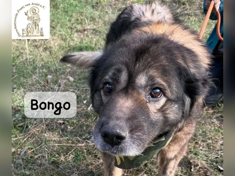 Bongo – der beste Mitbewohner für ruhige Sonnenstunden!