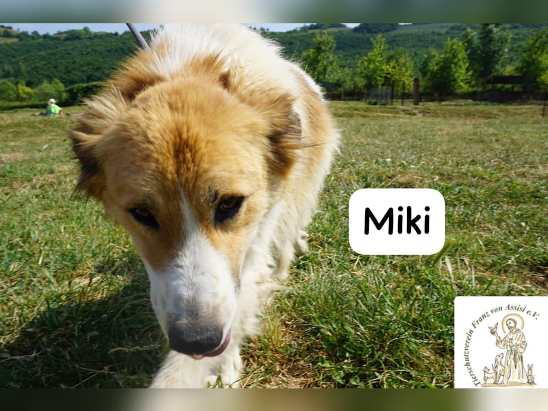 Miki – starker Kerl mit weichem Kern