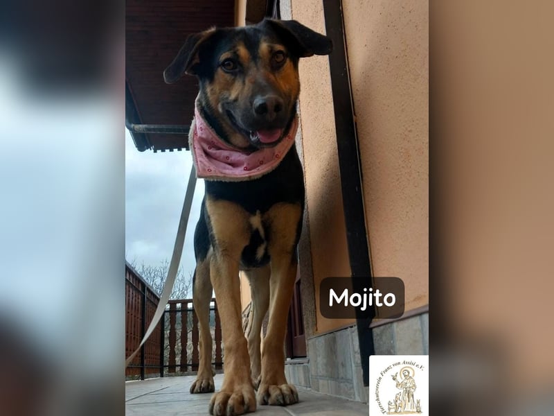 Mojito – neugierig auf alles, was da kommt!