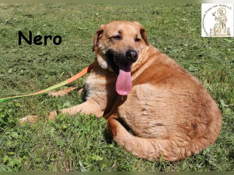 Nero – Weil Normal manchmal einfach perfekt ist!