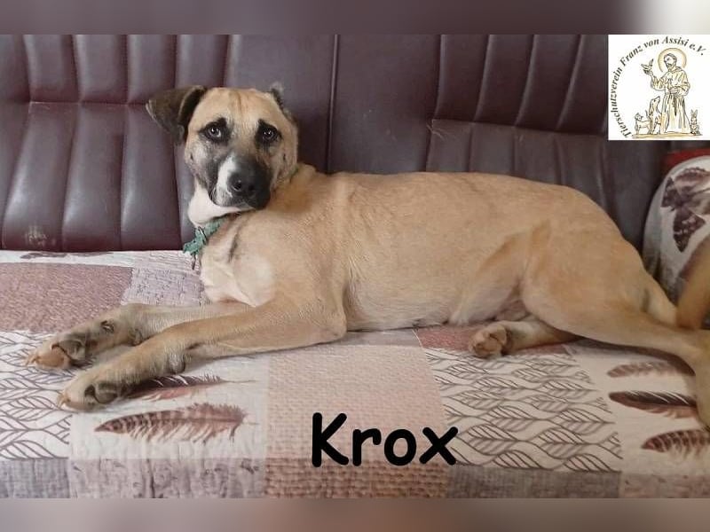 Krox – ein sanfter Engel mit ganz besonderem Markenzeichen