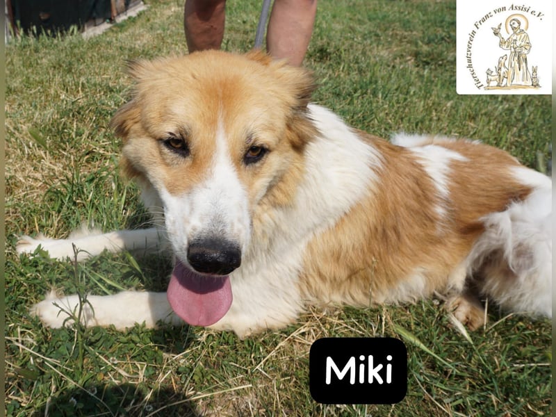 Miki – starker Kerl mit weichem Kern