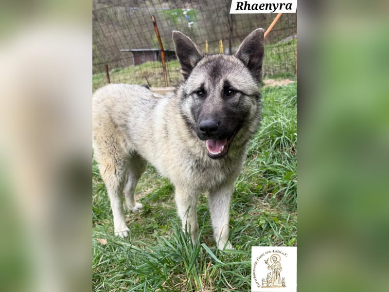 Rhaenyra – auffallen kann sie, bleiben möchte sie!