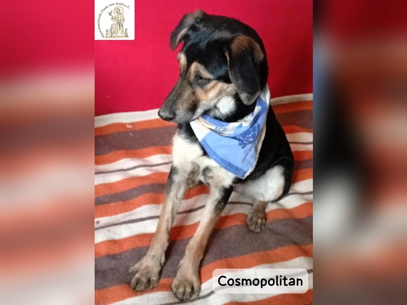 Cosmopolitan – am Anfang eines Weges, der gemeinsam entsteht!