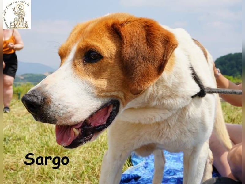 Sargo – stattlicher Kerl - sanft wie ein Schmetterling