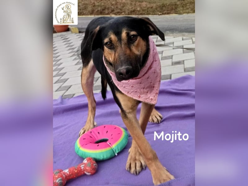 Mojito – neugierig auf alles, was da kommt!