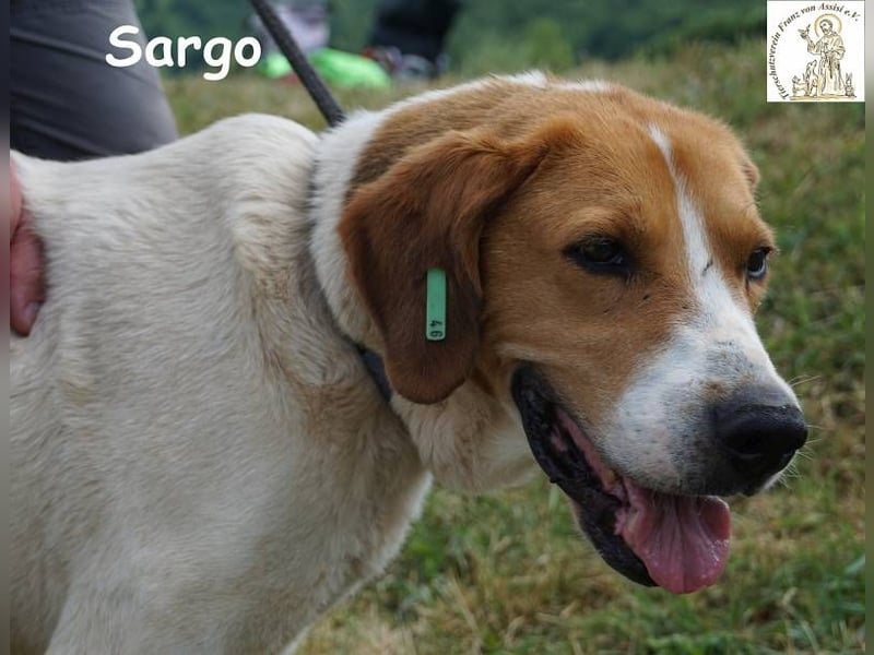 Sargo – stattlicher Kerl - sanft wie ein Schmetterling