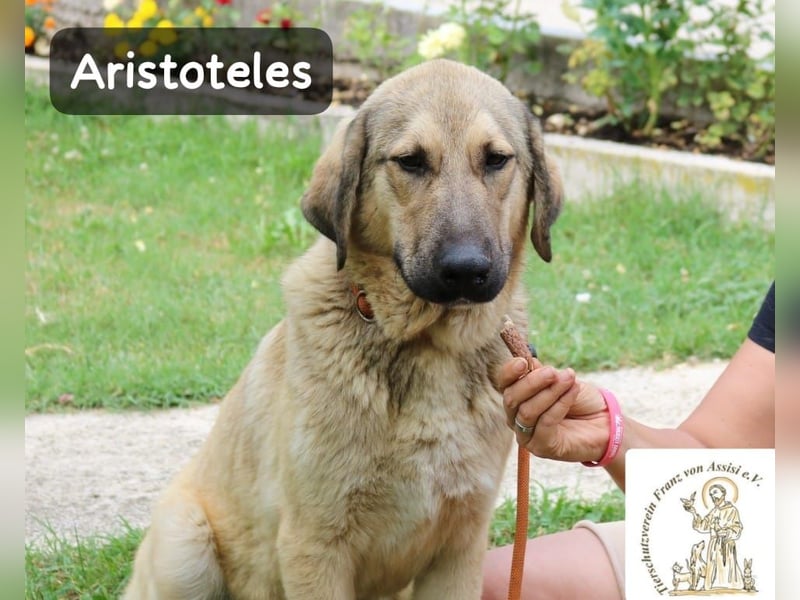 Aristoteles – Entdecker auf der Suche nach seinem Team!