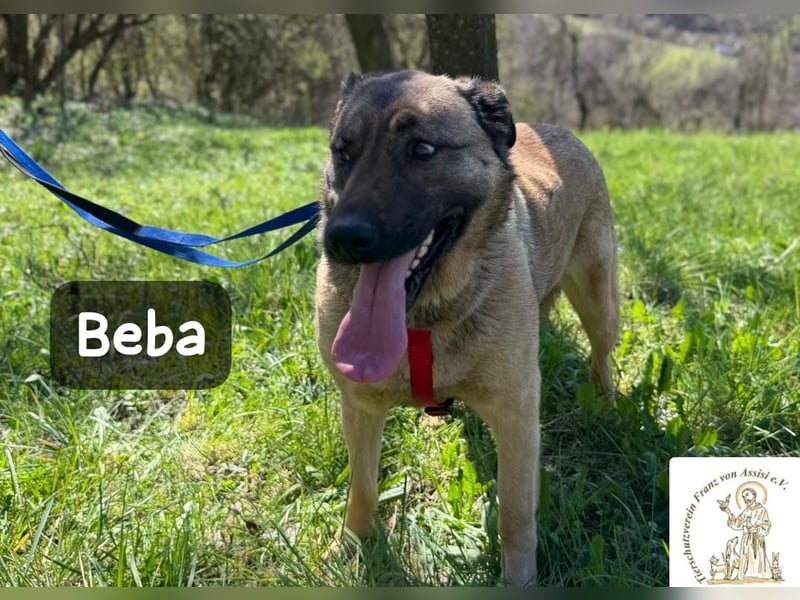 Beba – für Menschen, die das Echte suchen!