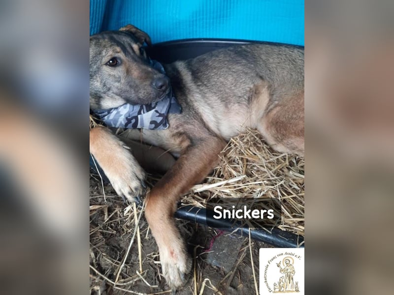 Snickers – leise unterwegs, aber nicht zu unterschätzen!