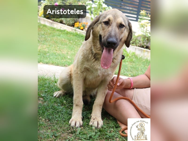 Aristoteles – Entdecker auf der Suche nach seinem Team!