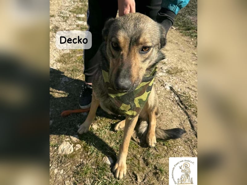 Decko – auf der Suche nach seinem Platz im Leben!