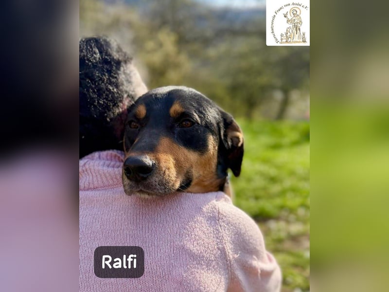 Ralfi – Für manche Hunde gibt es einfach nicht die richtigen Worte!