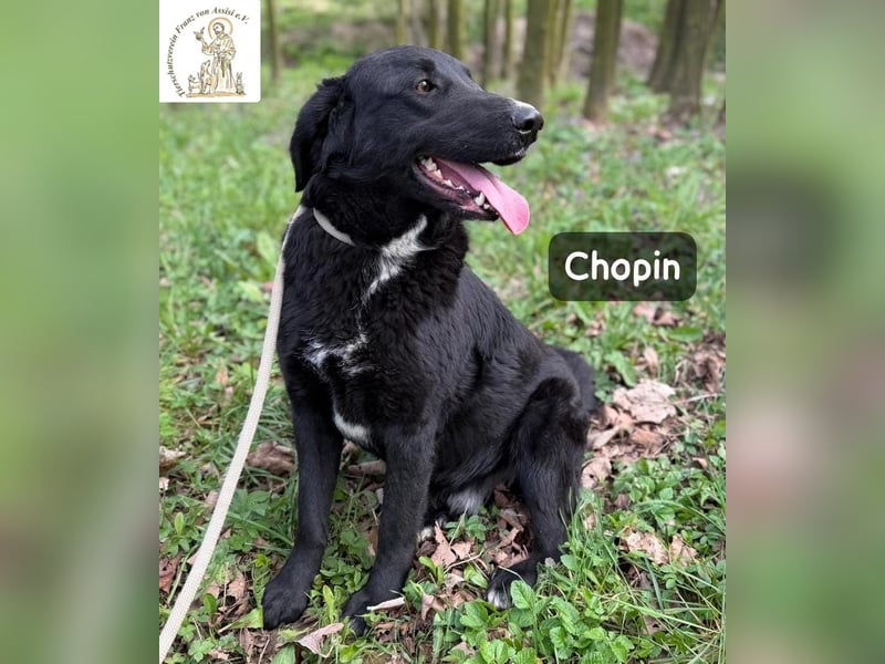 Chopin – ein sanfter Riese mit großem Herzen!