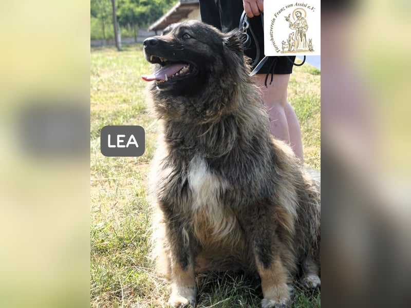 Lea – Ein Blick in ihr Gesicht – und du bist für immer verloren!