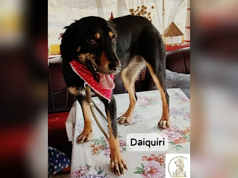 Daiquiri – die Welt wartet und sie mittendrin!