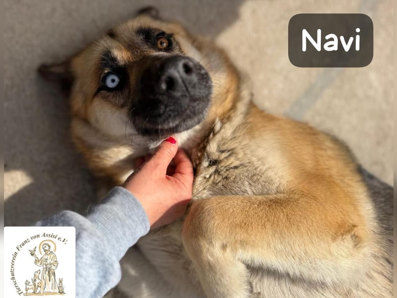 Navi – stark, sensibel, besonders – sucht ihr Gegenstück!