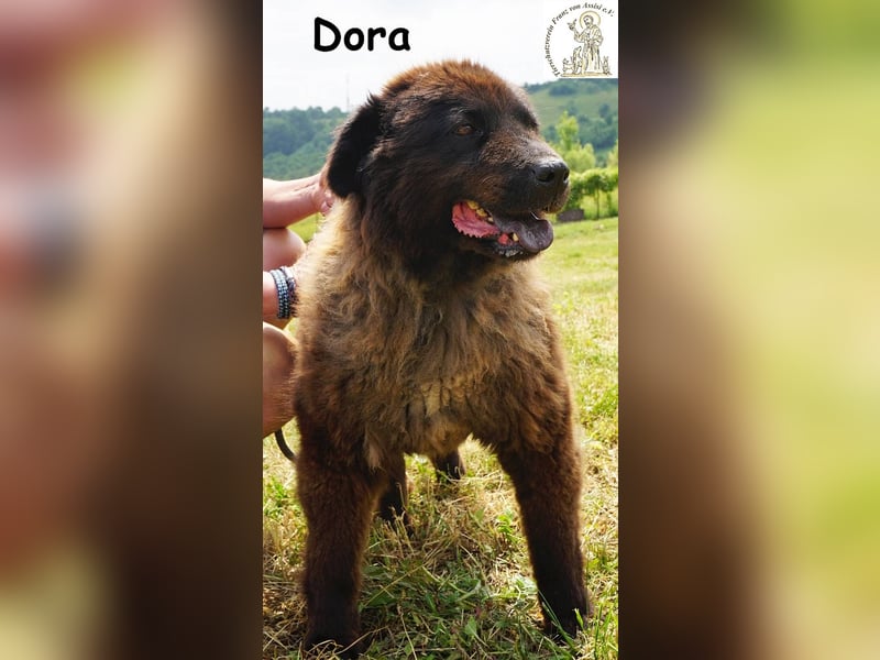 Dora – Eine Hündin fürs Leben!