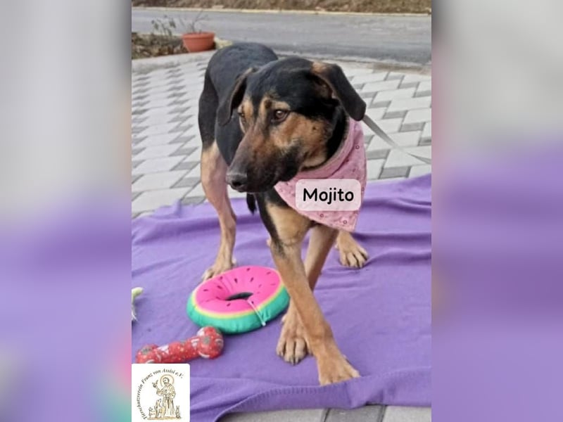 Mojito – neugierig auf alles, was da kommt!