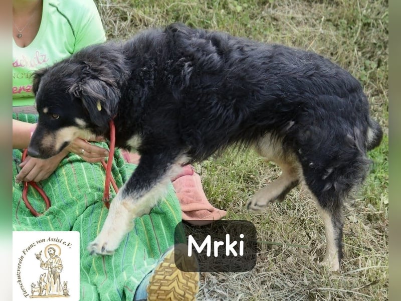 Mrki – flauschiger Herzensbrecher sucht seine Abenteuer-Menschen!