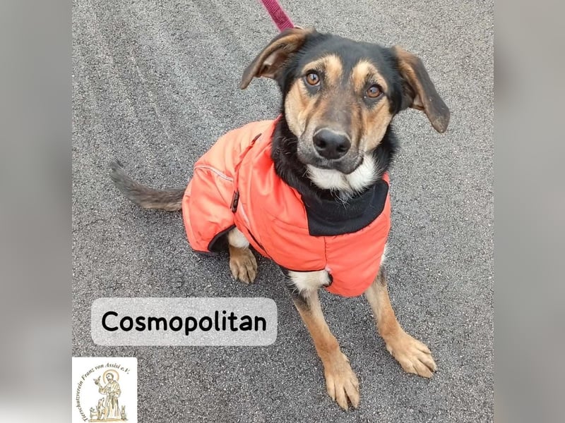 Cosmopolitan – am Anfang eines Weges, der gemeinsam entsteht!