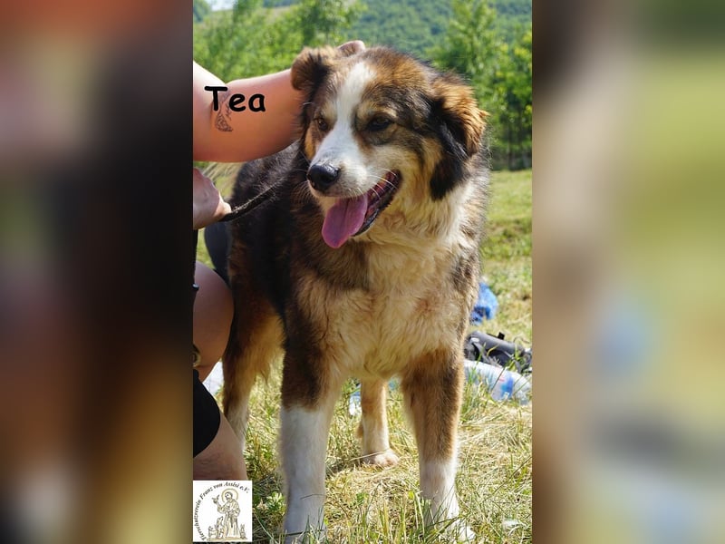 Tea – ein Schnüffelprofi der gerne die Welt erkundet